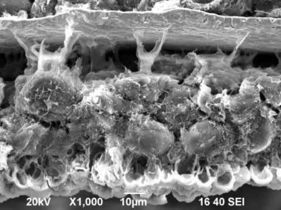 SEM cross-sectional image of a lithium-ion battery electrode showing the current collector, active material coating and electrode microstructure for morphology and failure analysis.